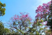 <Font color=Orange> Vídeo </font color> | Florada dos ipês transforma e encanta paisagem de Cuiabá