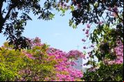 <Font color=Orange> Vídeo </font color> | Florada dos ipês transforma e encanta paisagem de Cuiabá
