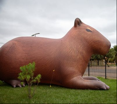 Capivara infl
