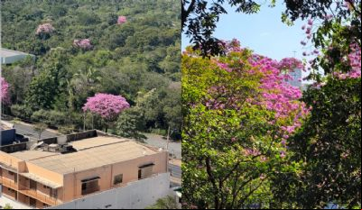 <Font color=Orange> Vídeo </font color> | Florada dos ipês transforma e encanta paisagem de Cuiabá
