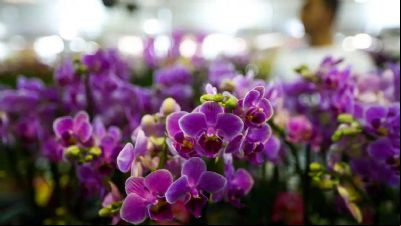 Festival de Flores e Plantas de VG estreia com rosas, orqu