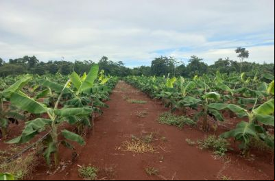Dia de Campo sobre cadeias de valor da agricultura familiar em MT ocorre nesta quarta